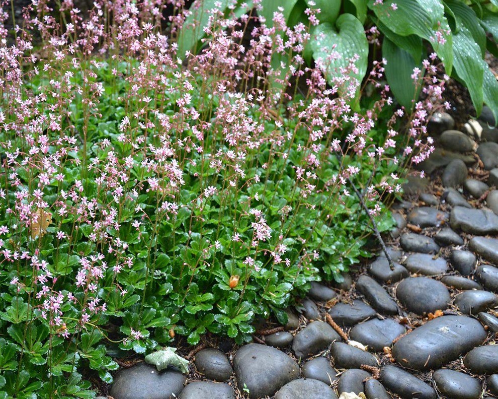 Сад с японским характером в КП Ландшафт