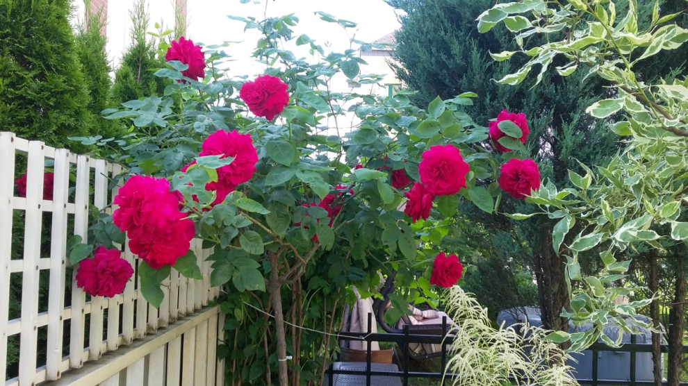 "Мечты о Провансе"