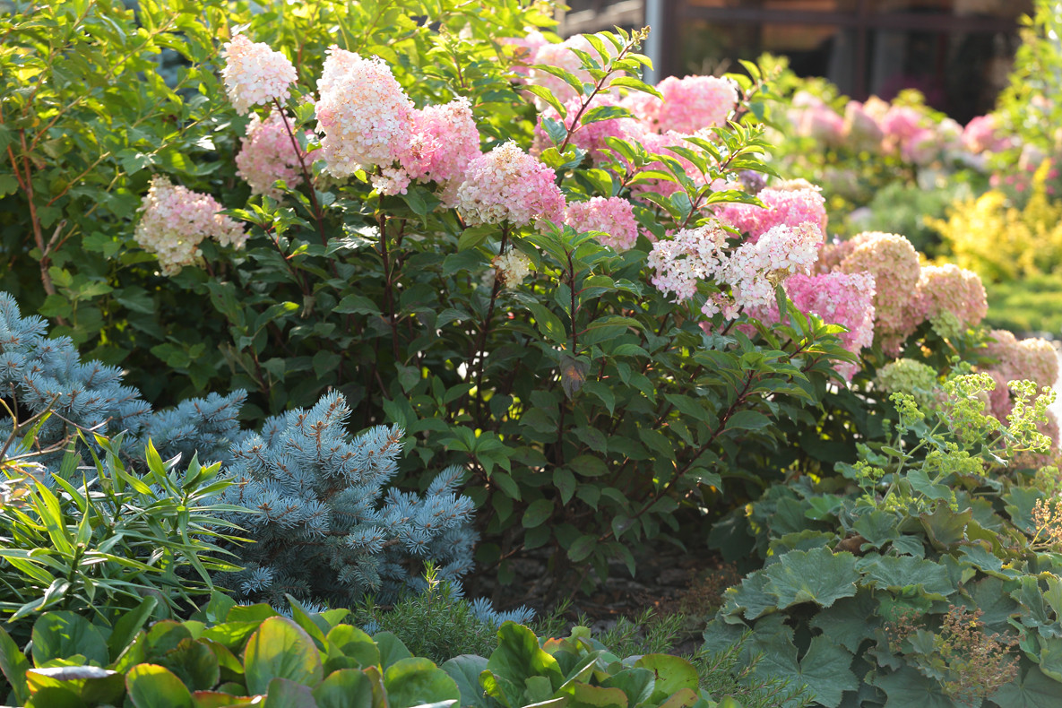 Хвойный миксбордер