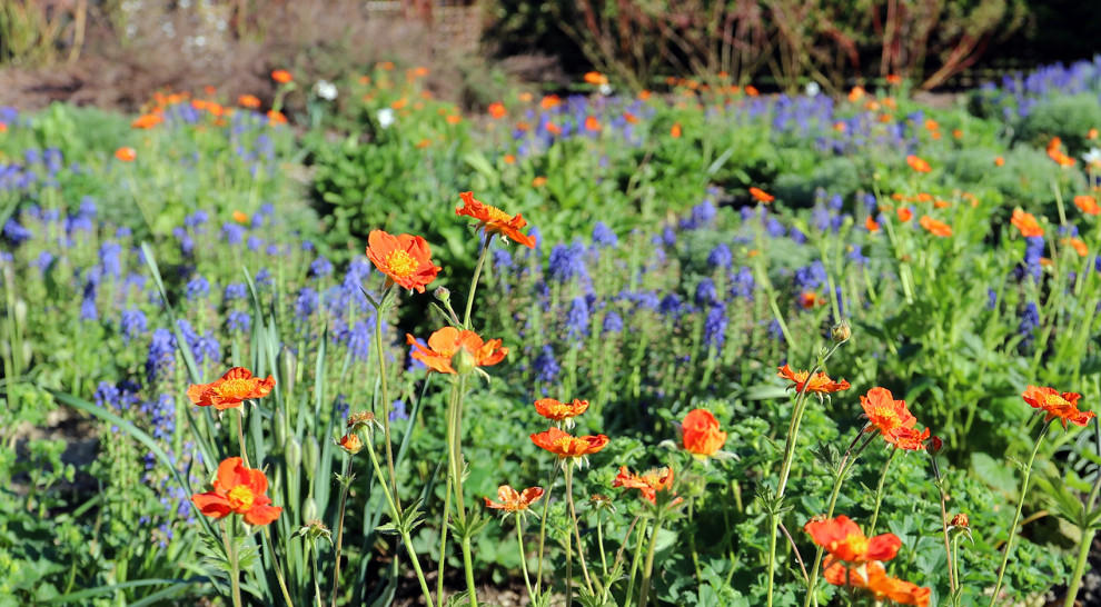 сад у стен цвета кладонии