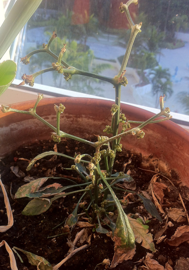 Thai Pepper leaf drop