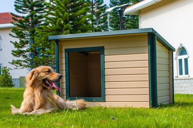 dog home design