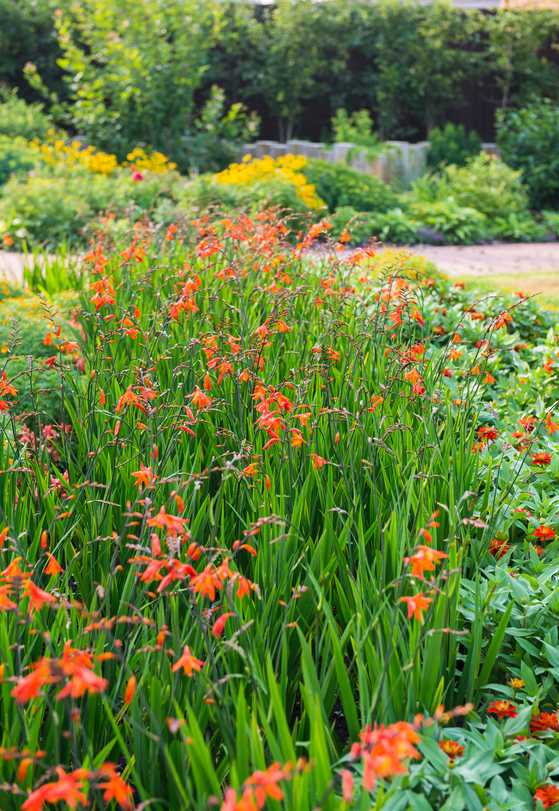 Цветники из однолетников
