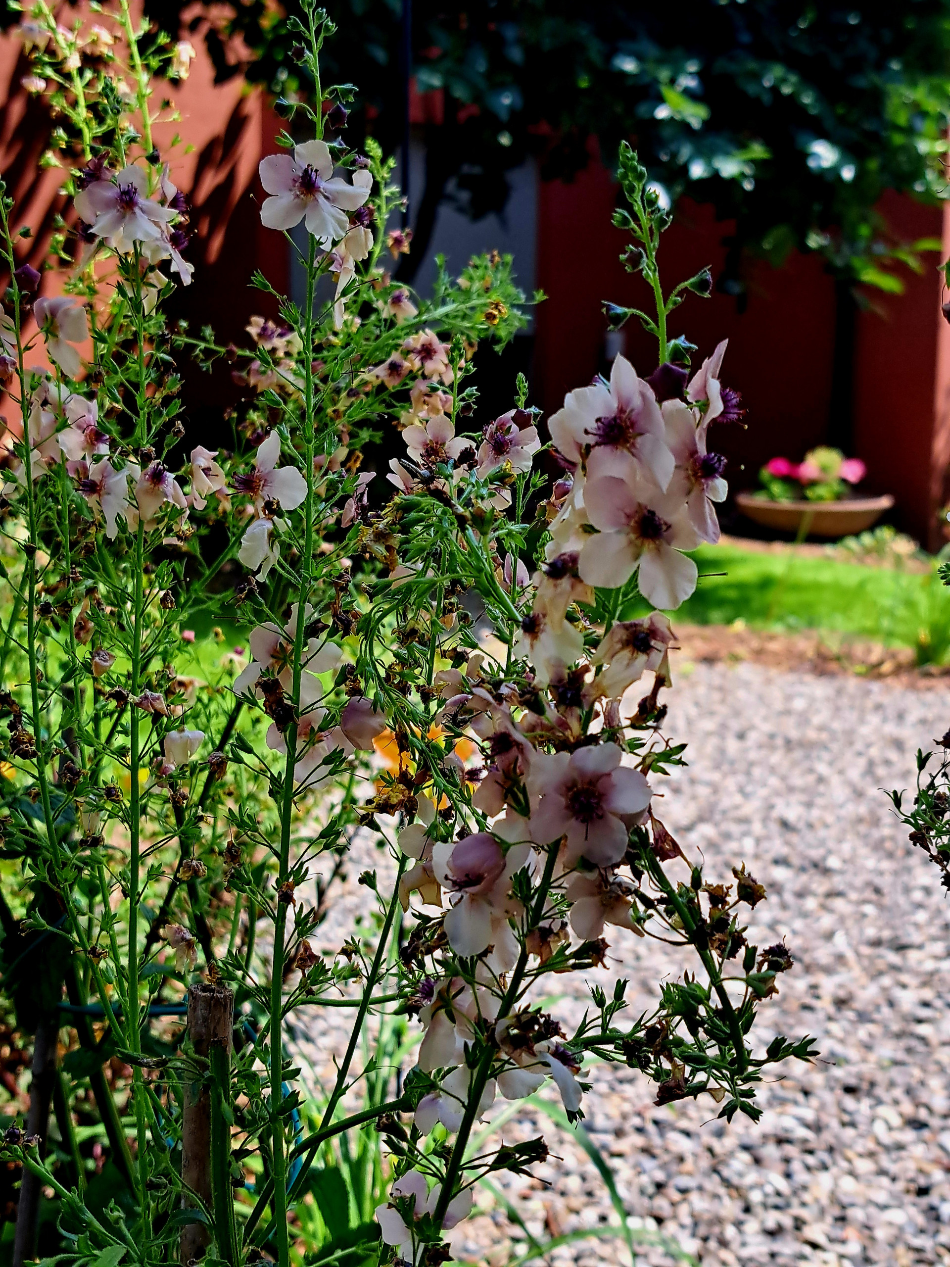 Giardino privato P.S.