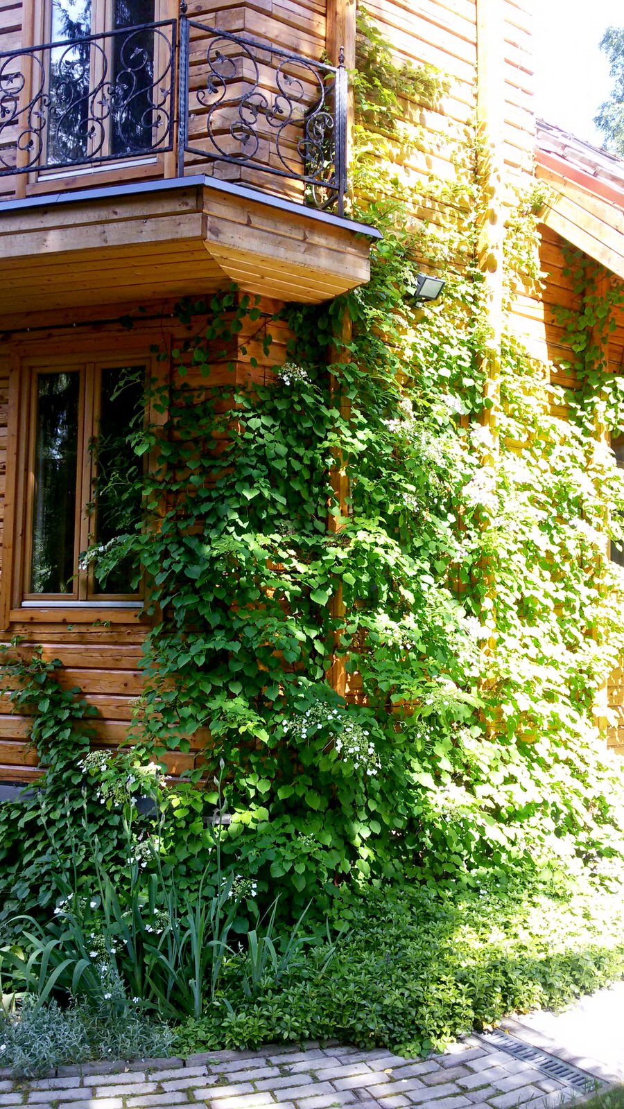 Вертикальное озелениение