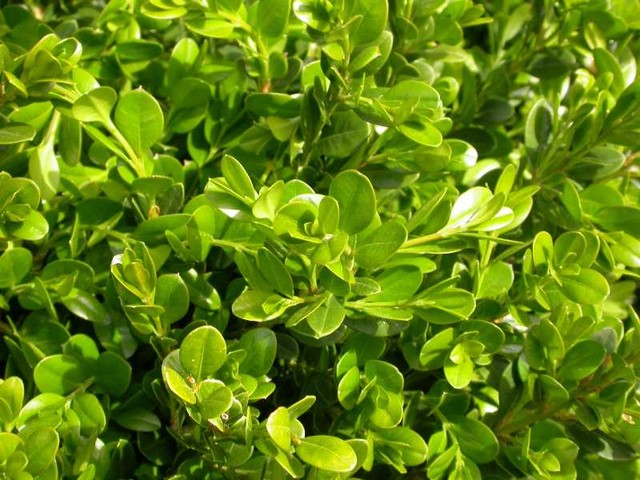 Plant Profile Humble But Handy Boxwood Hedges Houzz Nz