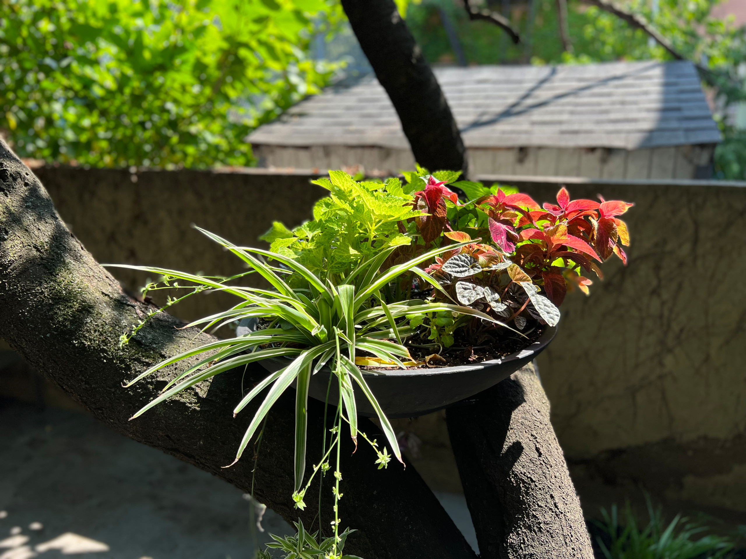 Modern Urban Shade Garden