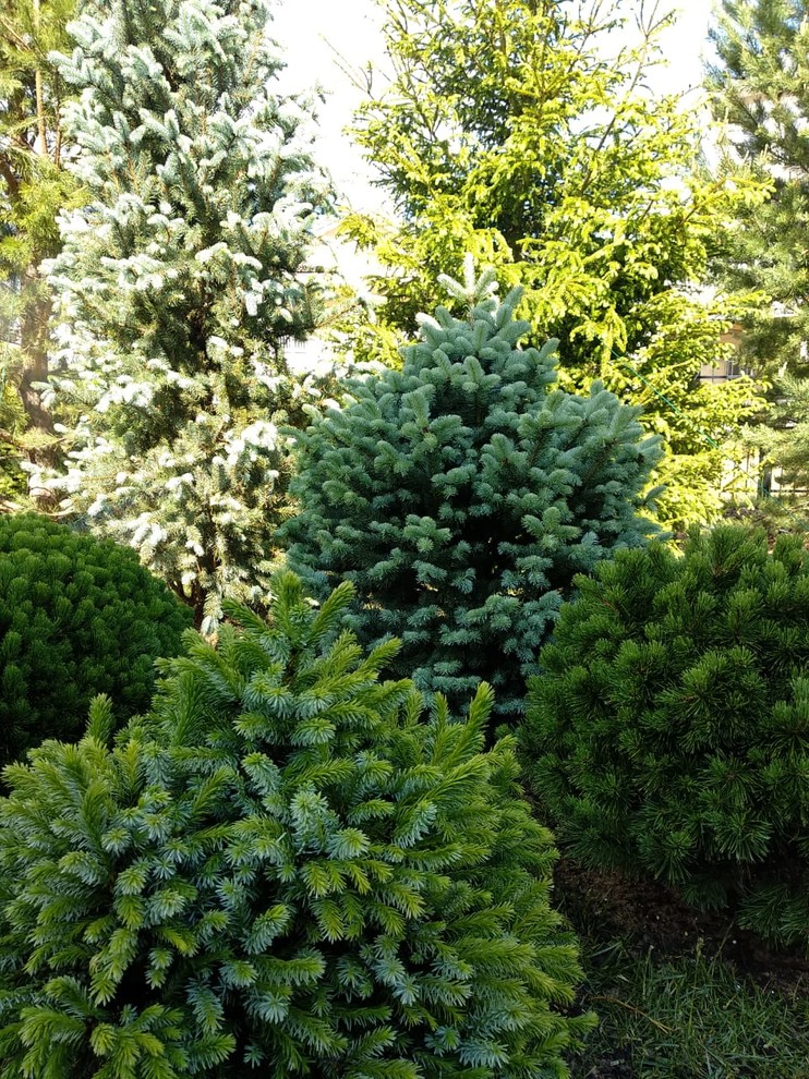 Хвойный сад в Новых Вешках.