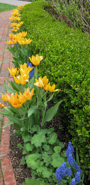Spring Bulbs klassisch-garten
