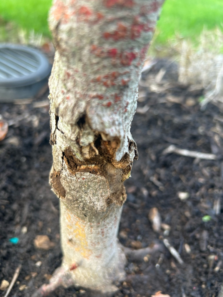 Is this a tree disease?