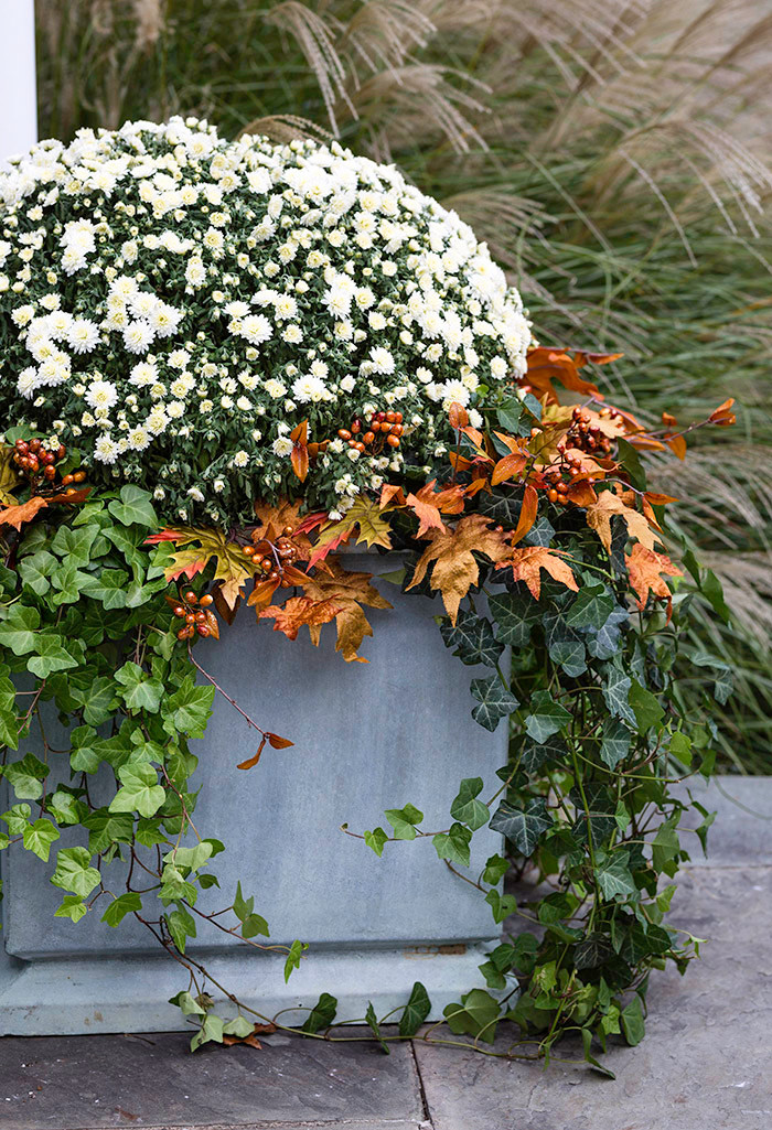 White Bushel Mum, Ivy and Fake Autum Leaves in fiberglass lead planter. Fall 2020