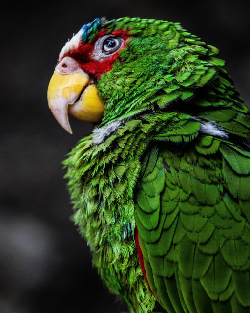 Green Parrot Cute Funny Animal Macro Photography, 11"x14", Metal Print