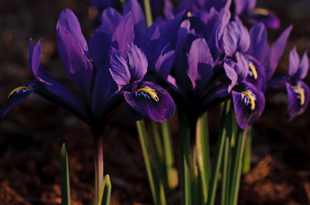 March Great Lakes modern-garten