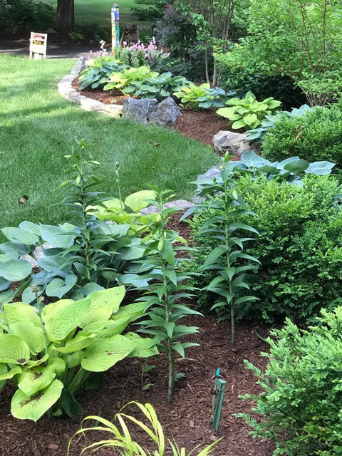My Shade Garden Designs