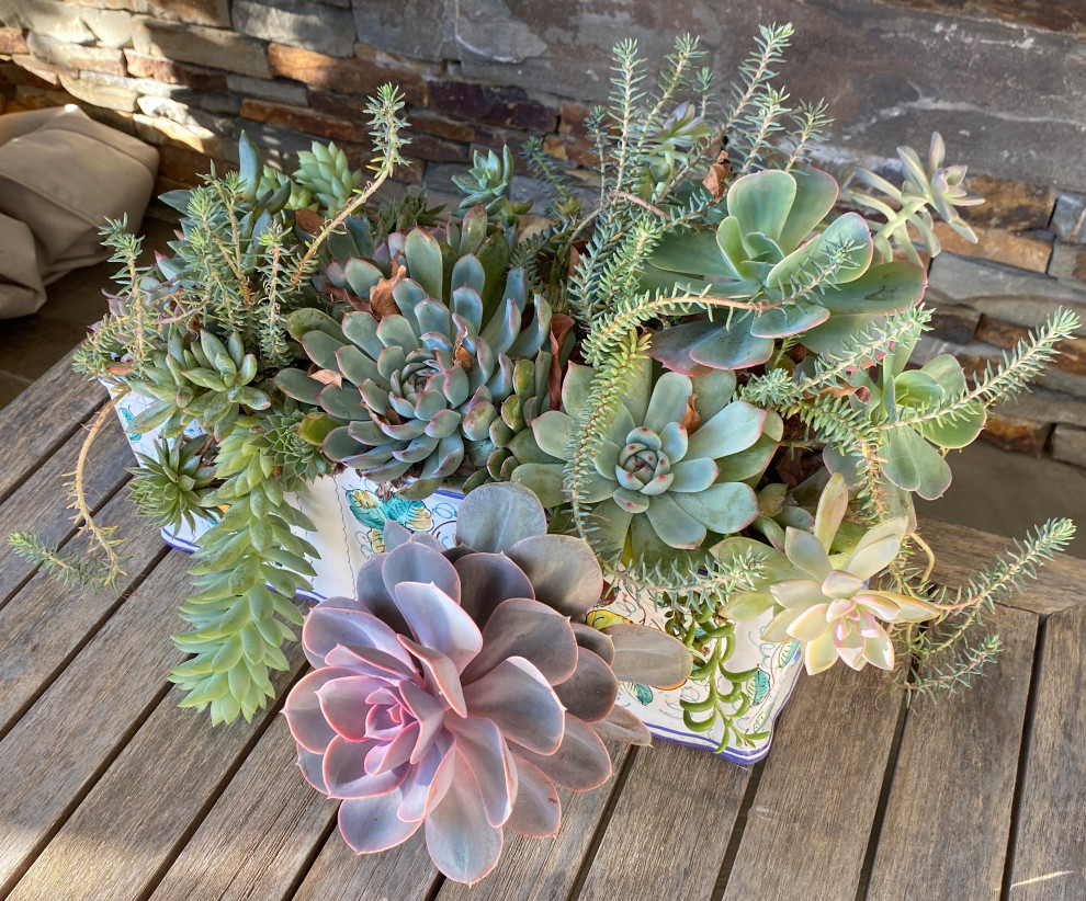 Succulent Walls & Pots