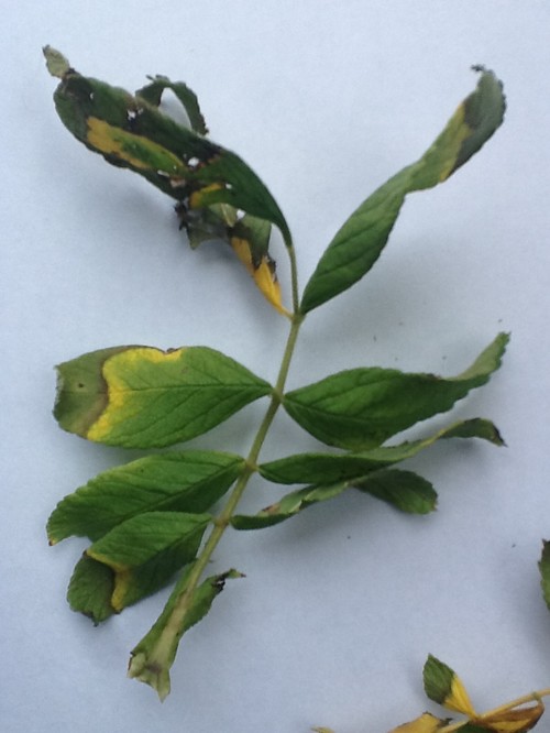 What is wrong with my rose?? Leaf tips crispy, plus yellowing.