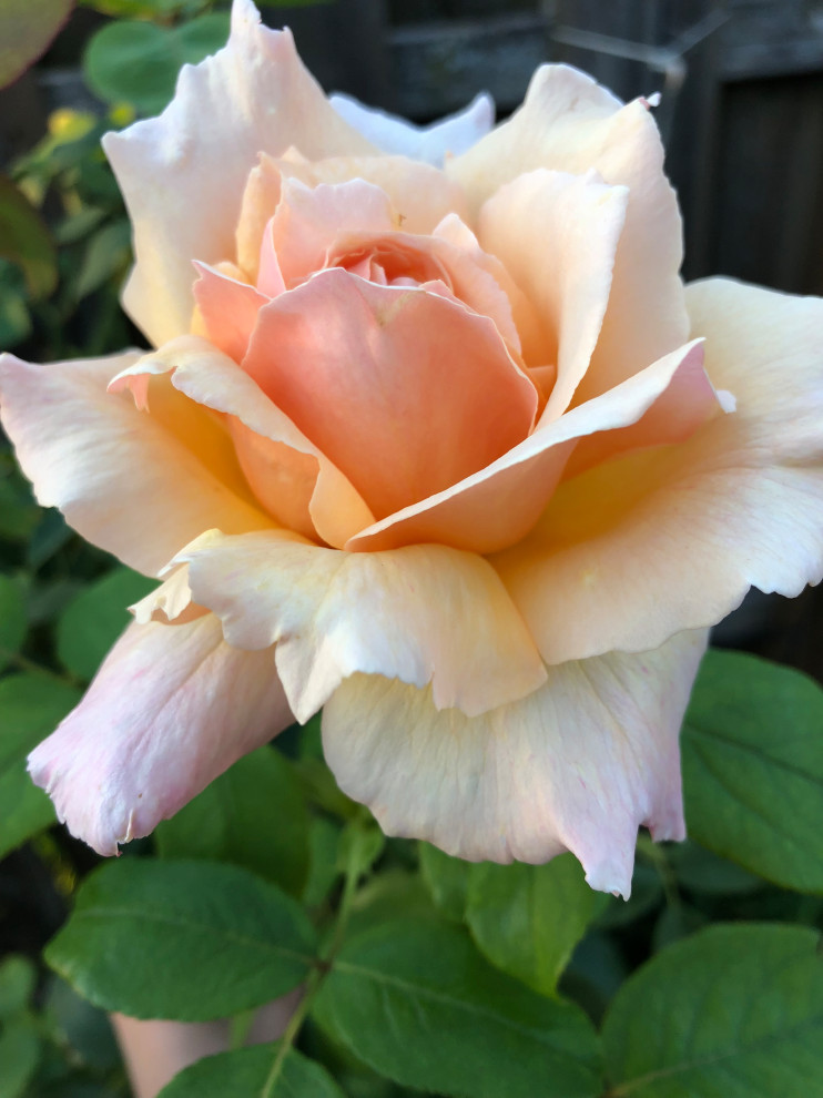 Famous Tea Roses Help identifying tea rose | Houzz Forum