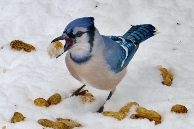 Backyard Birds: Meet Some Clever and Curious Jays