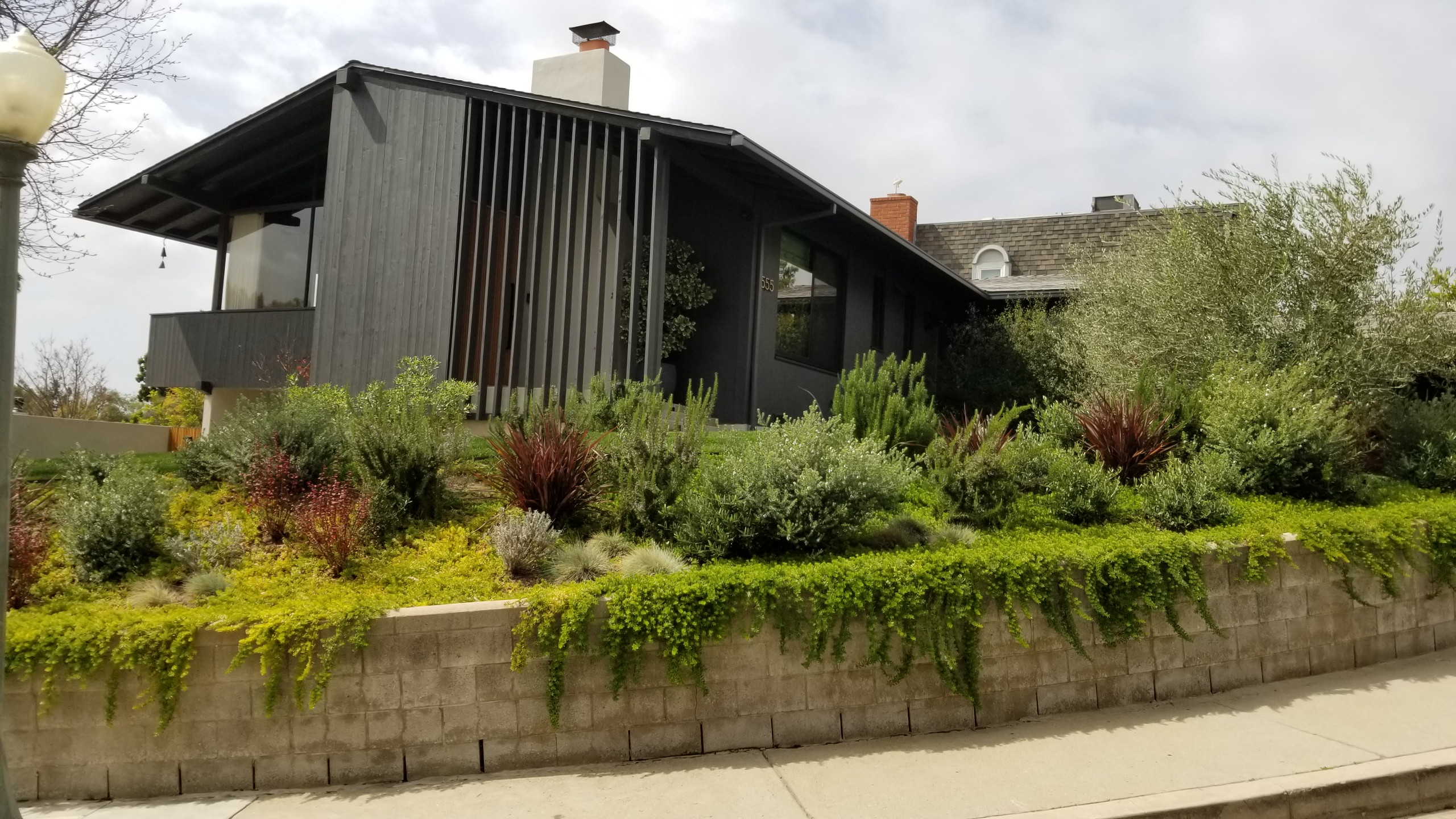 Brentwood Mid-Century Modern Remodel - Landscape Design