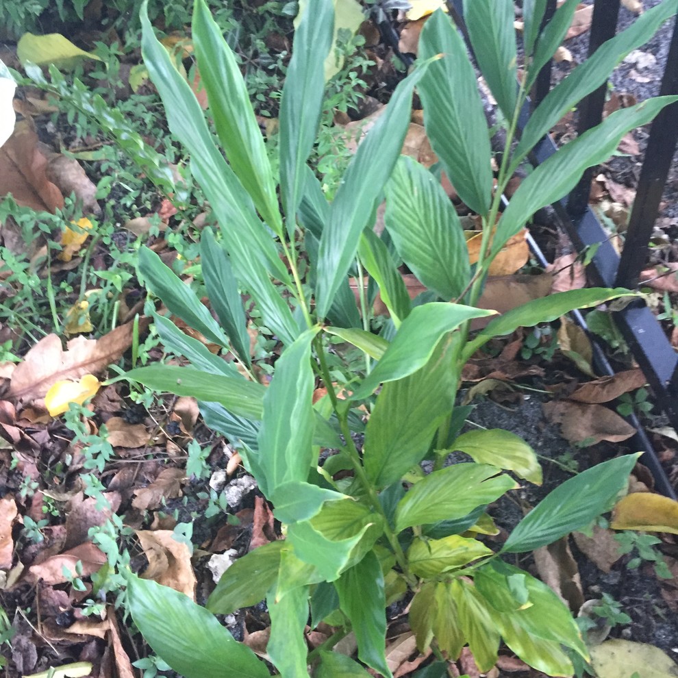 Ginger leaves yellowing