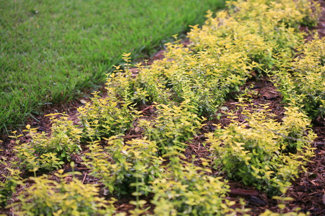 Goldy&trade; Euonymus american-traditional-garden