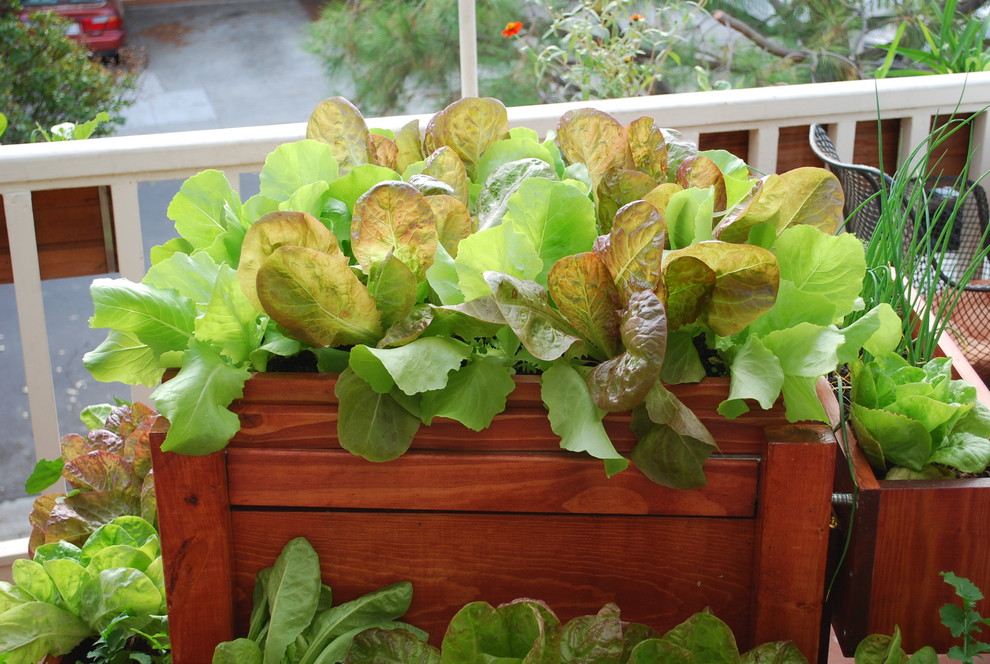 Lettuce Growing in a SaladScape - Eclectic - Deck - San Francisco - by ...