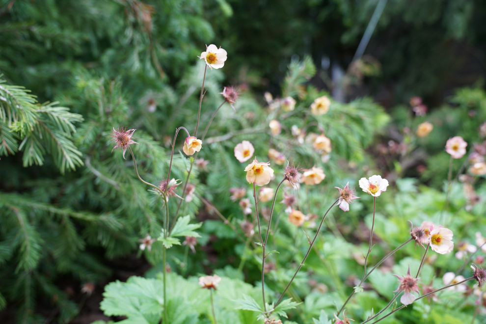 Французский сад. Опалиха. 2021 г.