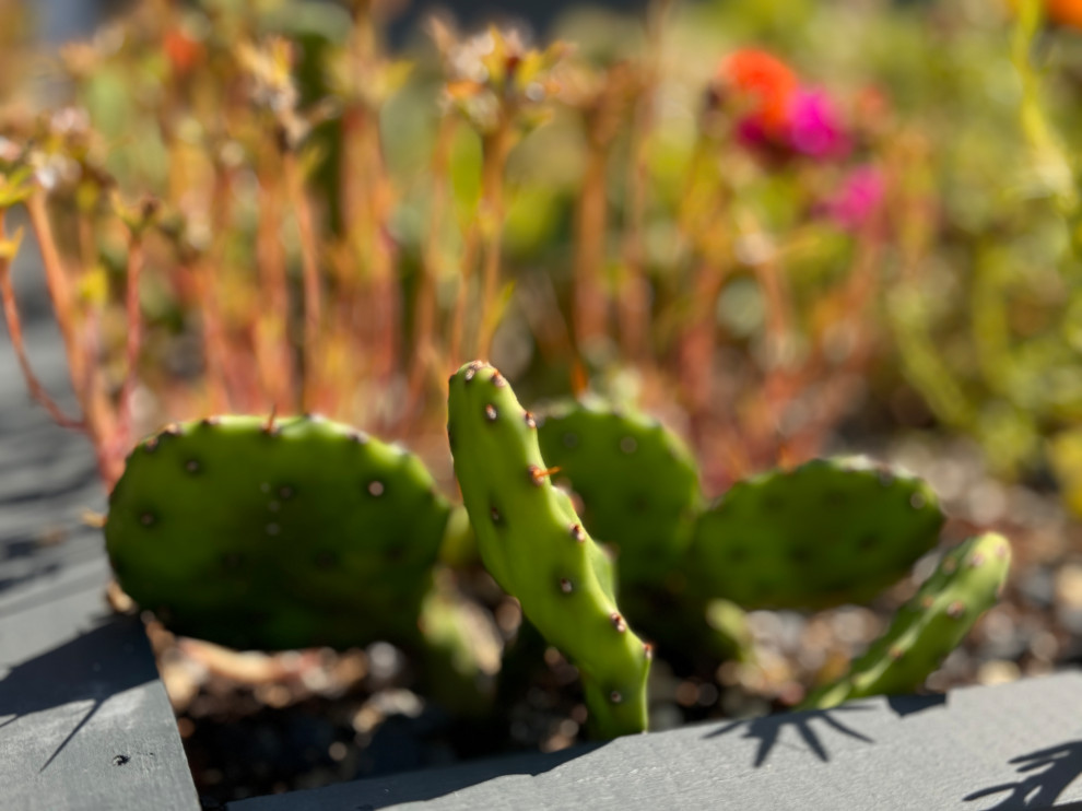 Greenwood front and back yard