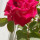 raj_1234