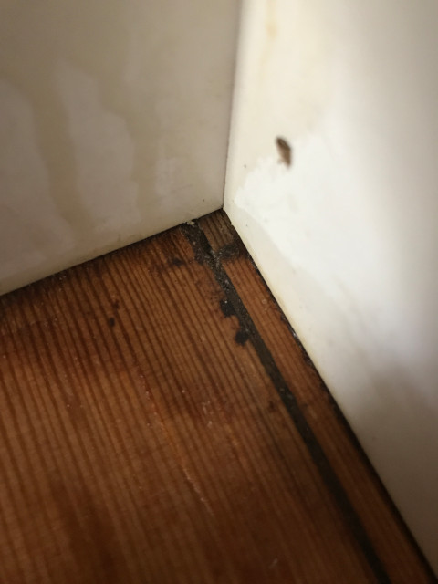 refinished floor issues 