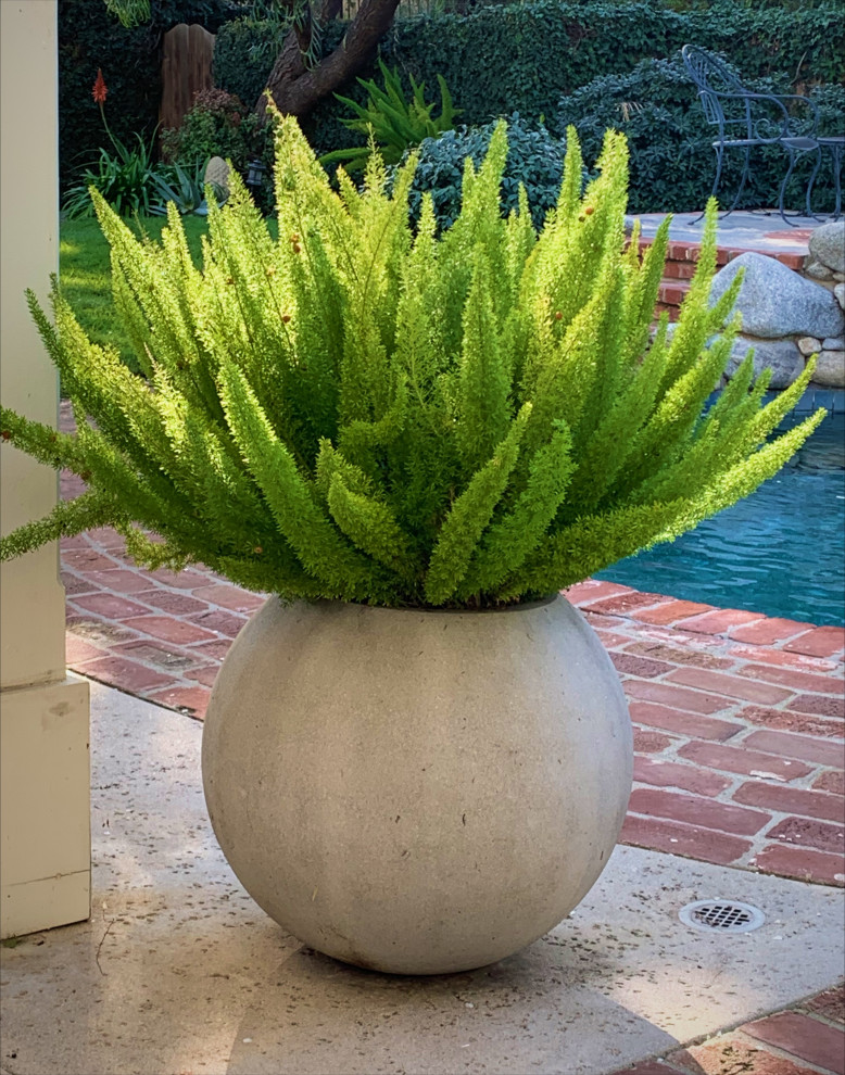 Poolside Patio Plants