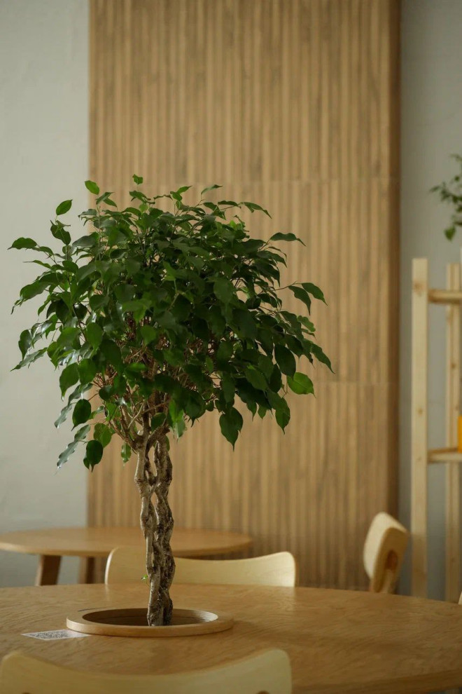 Проект кофейни