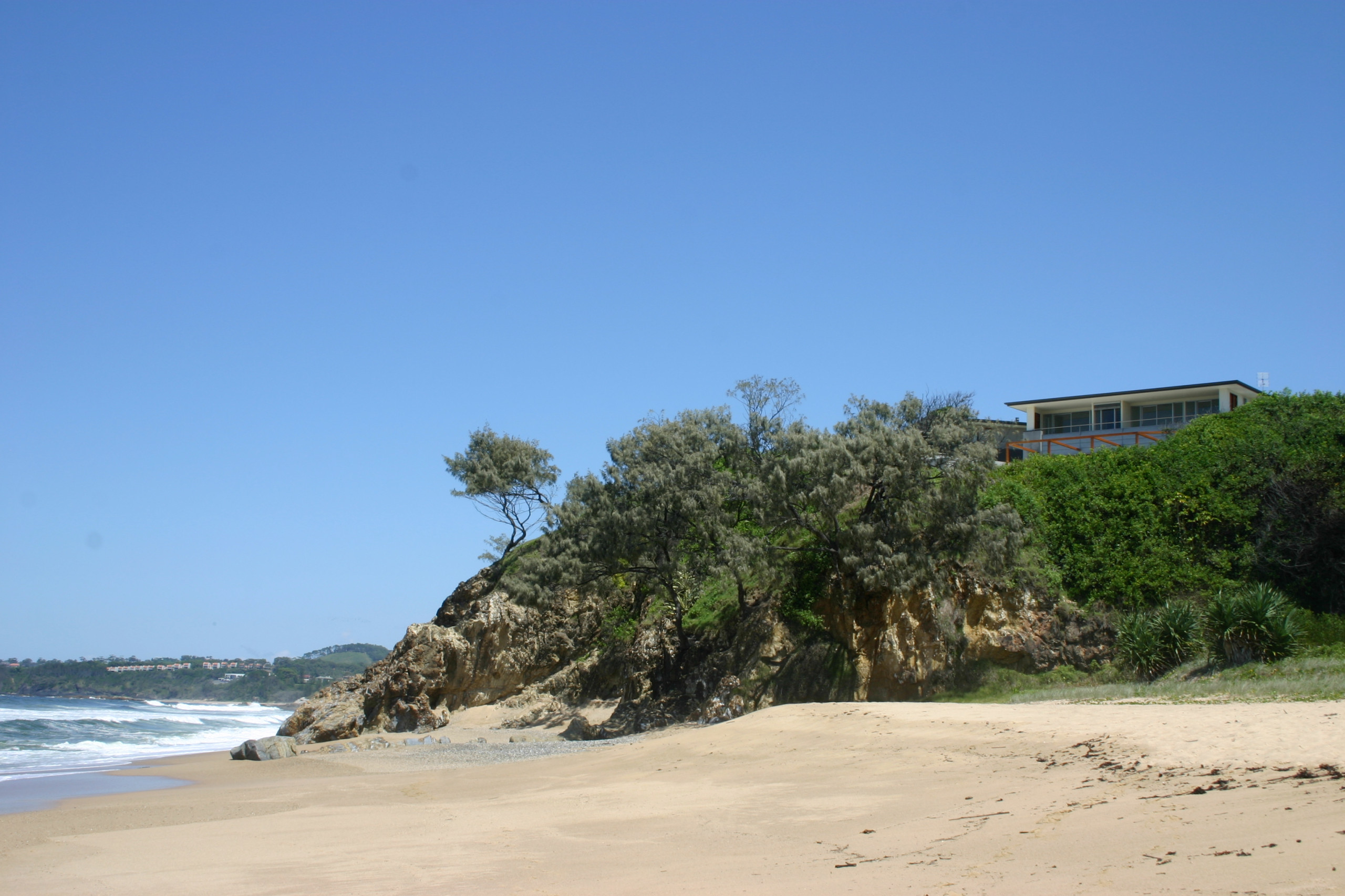 Native Beach Plants