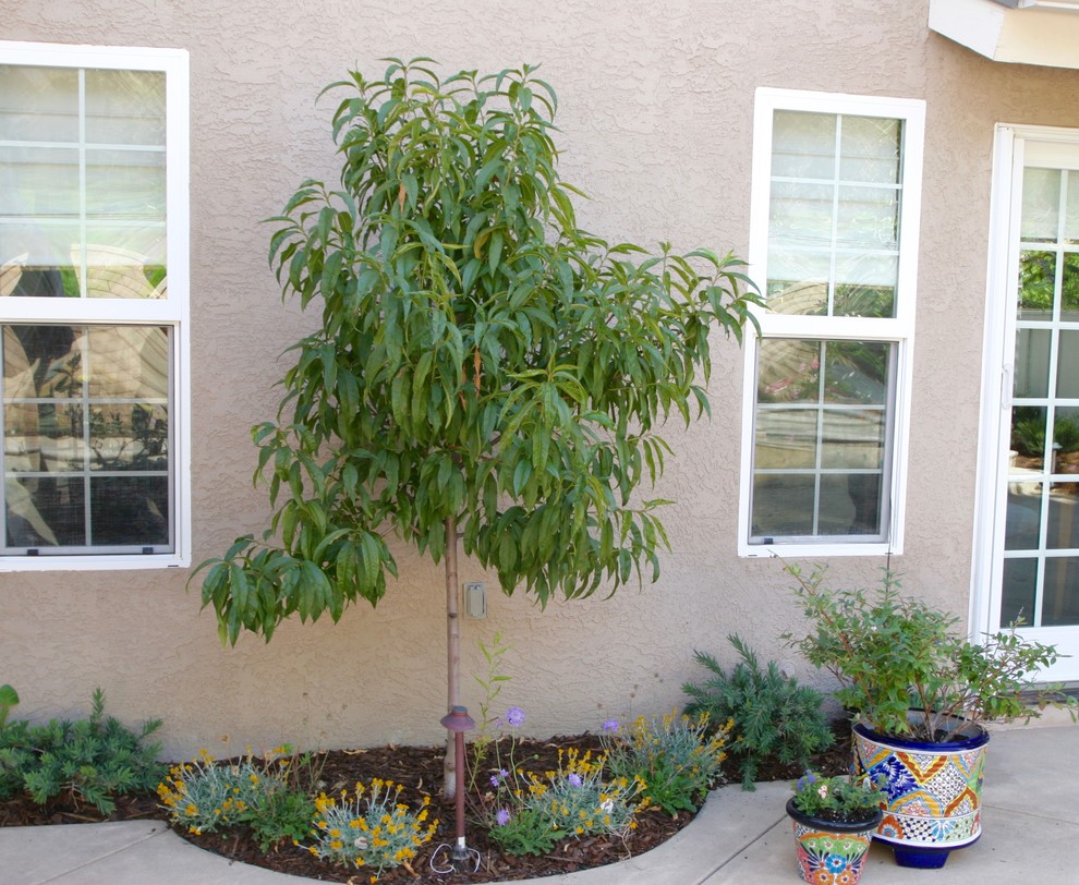 This is an example of a small traditional backyard full sun garden in San Diego.