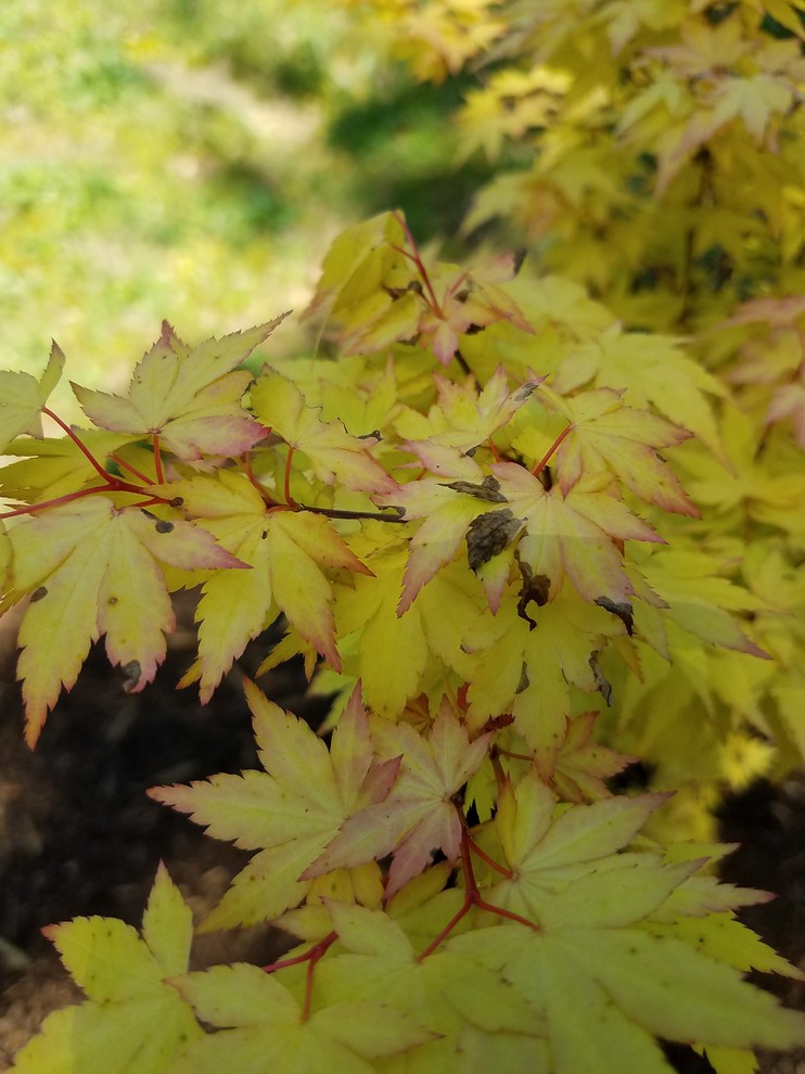 mie.maple-aptinomeまとめ Akane – Mendocino Maples Nursery
