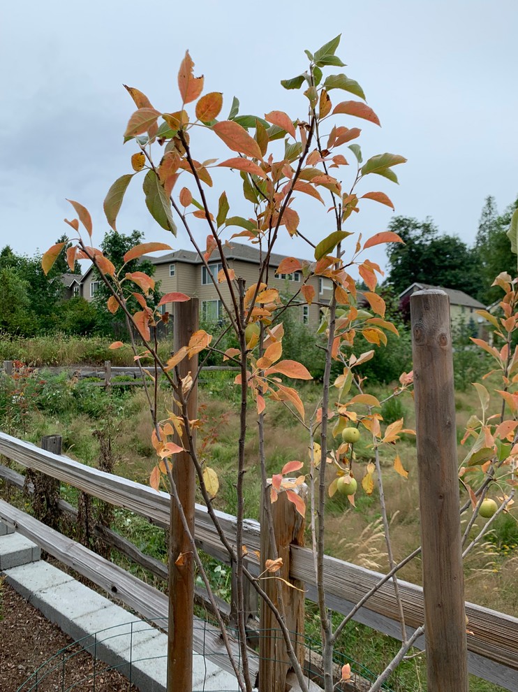 Apple Tree Leaves Turning Yellow