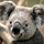 webuser_5205608