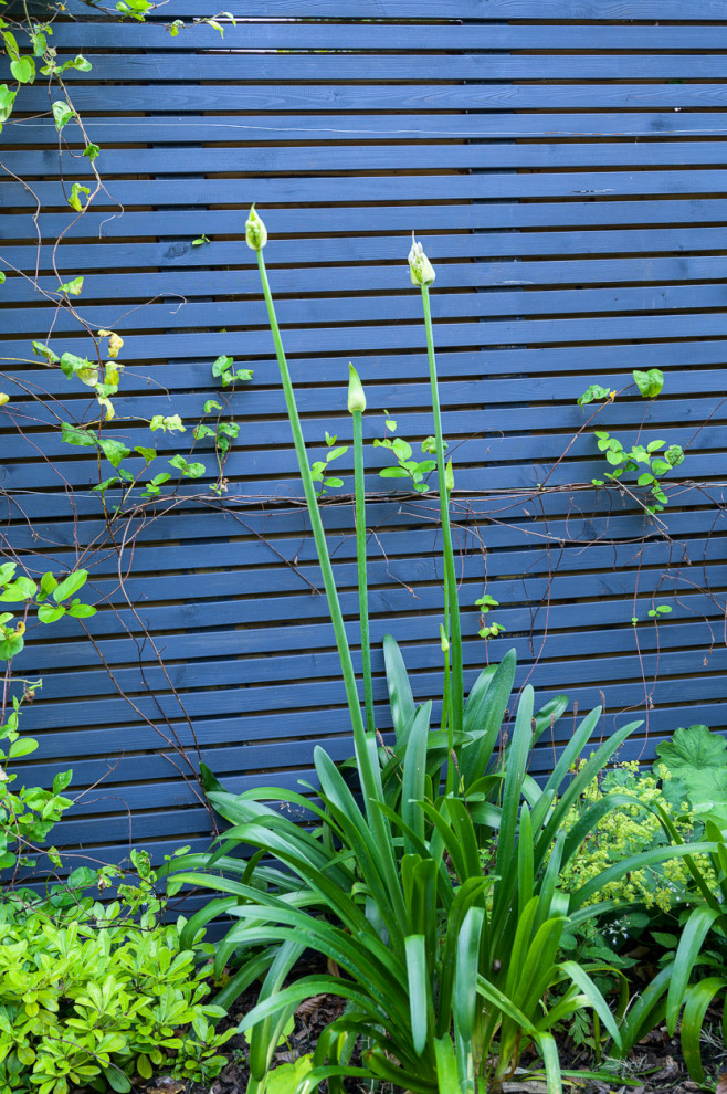 На фото: маленький участок и сад на заднем дворе в современном стиле с клумбами и с деревянным забором для на участке и в саду с