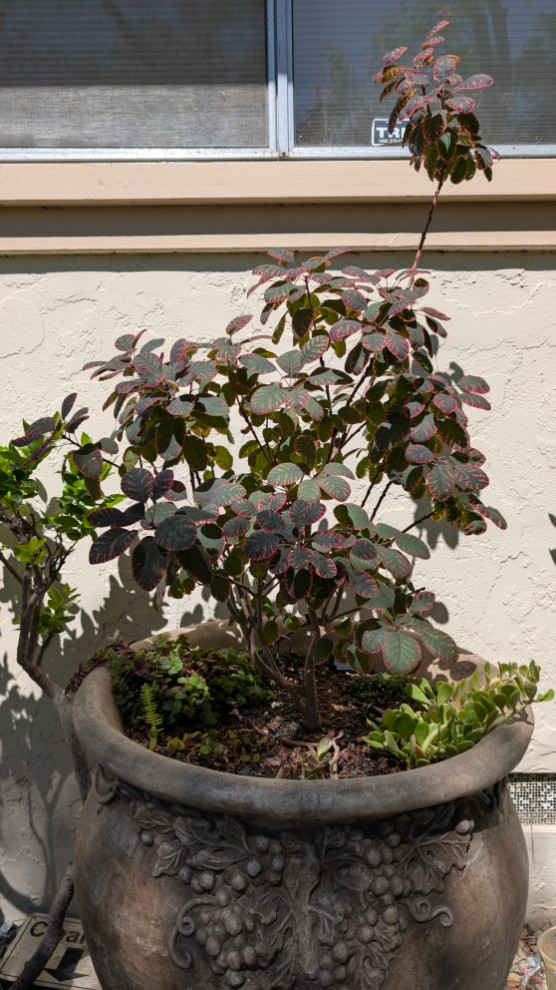 Cotinus Smoke Tree Pruning Question | Houzz Forum