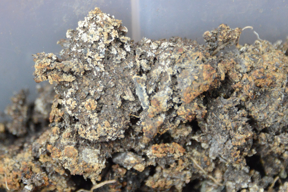 Red Orange mold(?) on potting soil