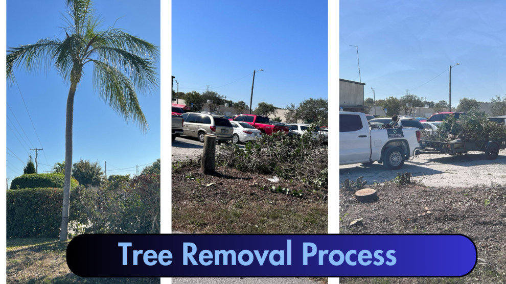 Commercial Palm Tree Removal