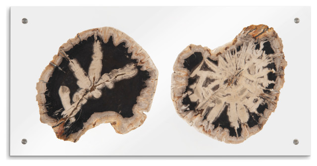 Floating Petrified Wood Slice Wall Art - Rustic - Wall Accents - by