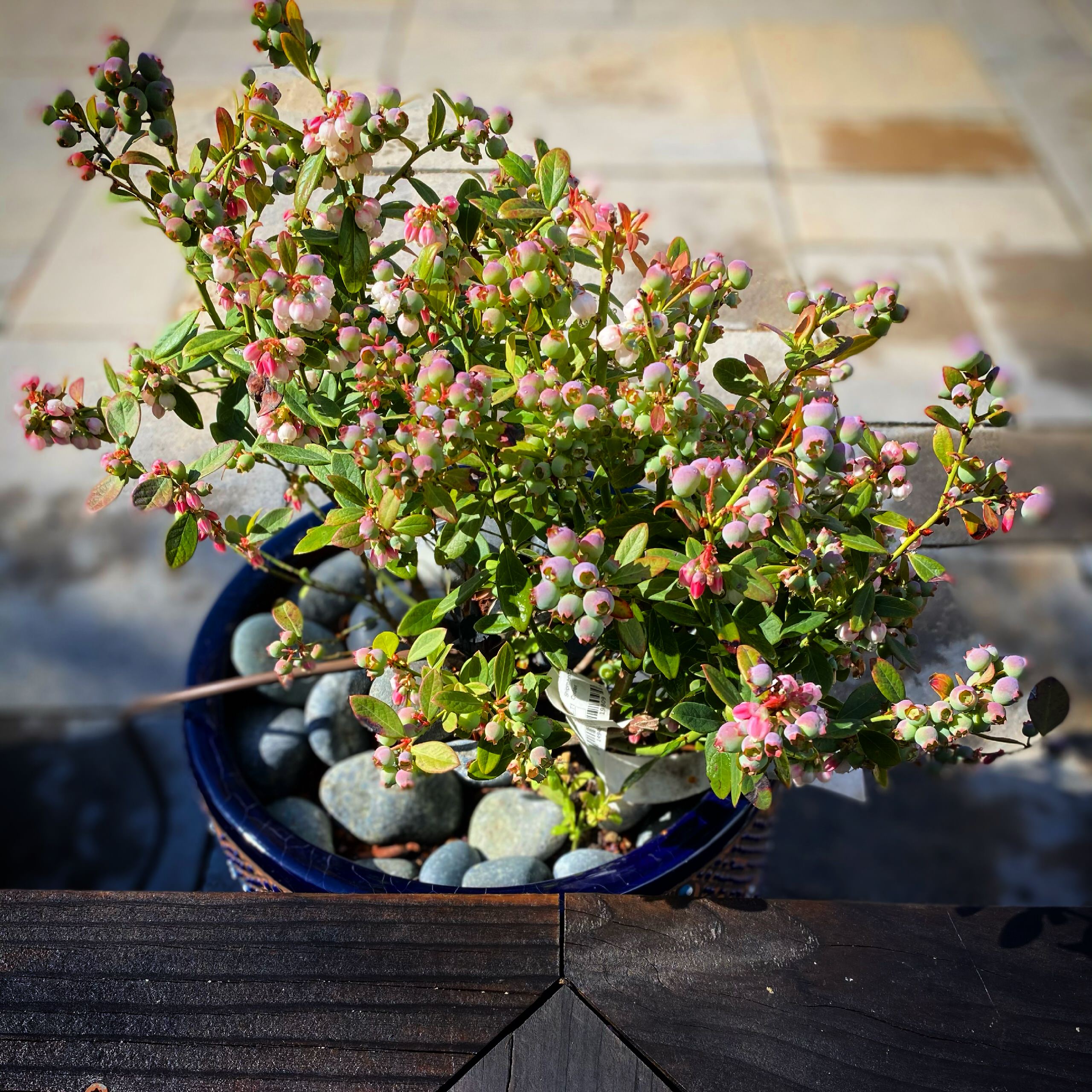 San Pedro, CA - Rustic Kitchen Garden
