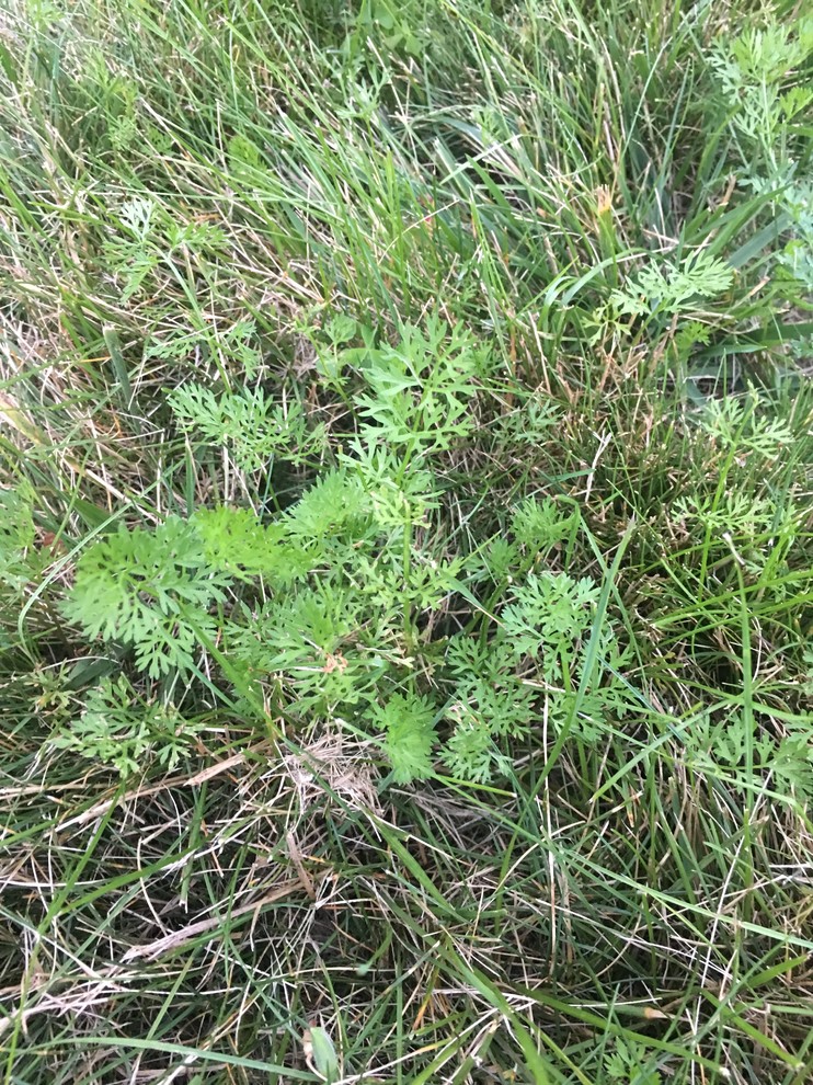 Weed identification Massachusetts