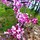 yolanda_fraser