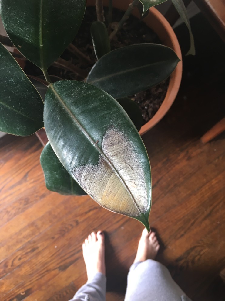 Rubber plant leaves turning brown