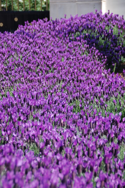 Traditional Landscape american-traditional-garden