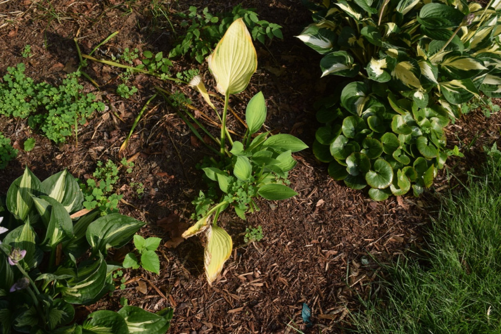 Rabbit damage to this Hosta, now it's reverted? | Houzz Forum
