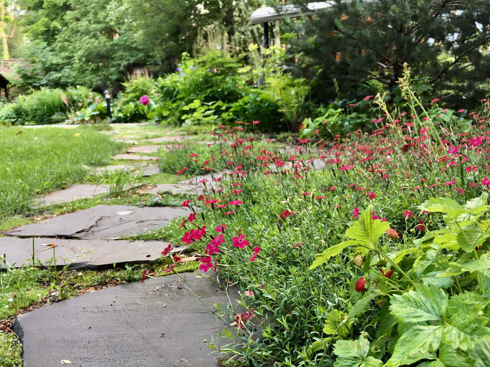 Белкин сад. Лето 2019