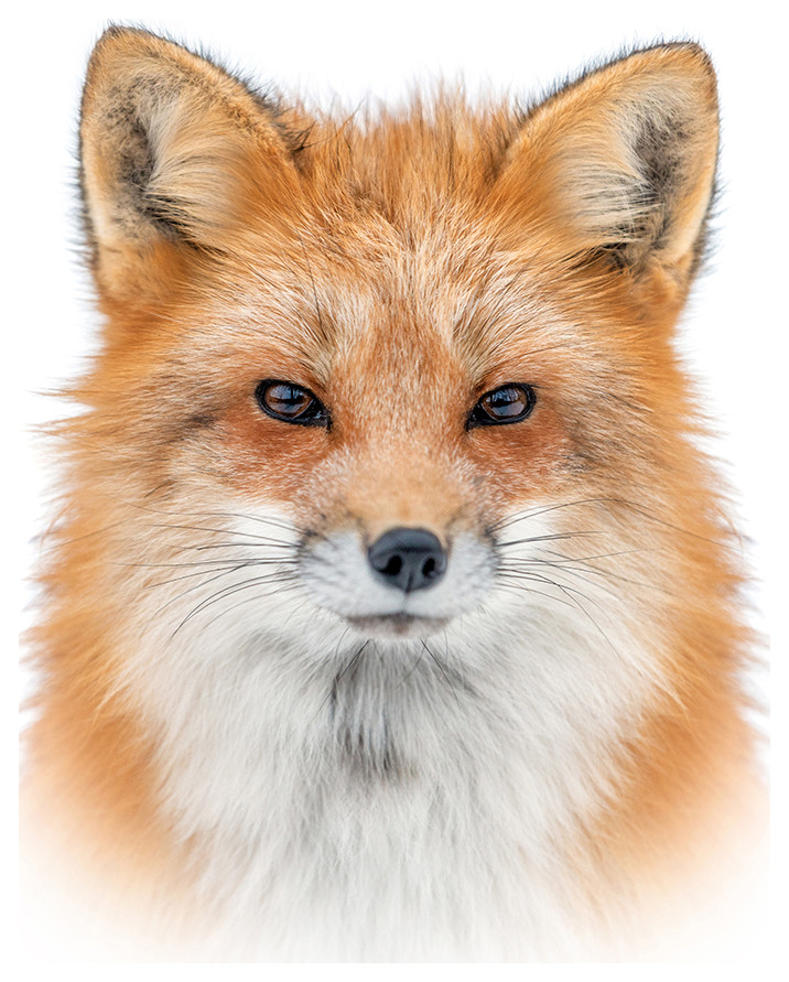 Young Red Fox Face On White Wildlife Nature Photograph Loose Wall Art Print, 18" X 24"